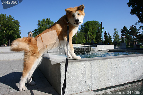 Image of Akita Inu