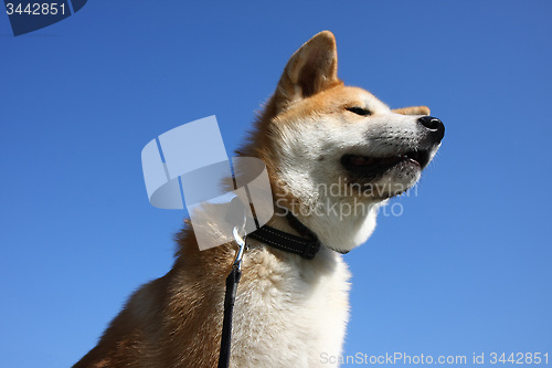 Image of Akita and sky