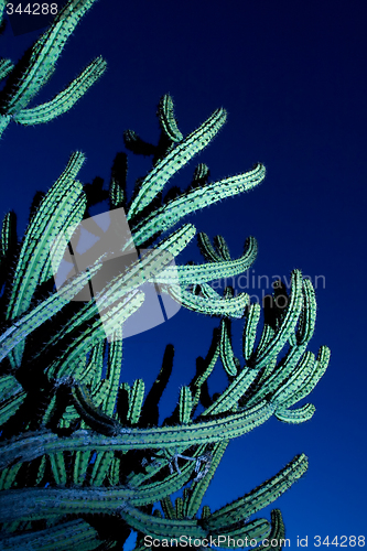 Image of Large organ pipe cactus