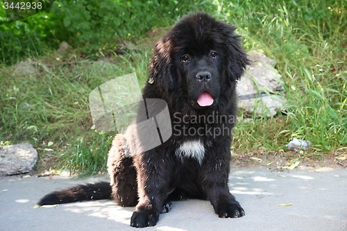 Image of  Newfoundland dog