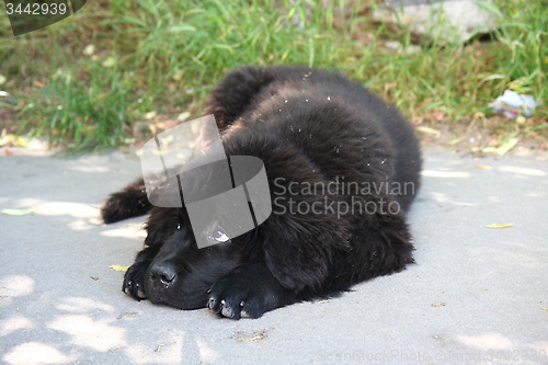 Image of  Newfoundland dog