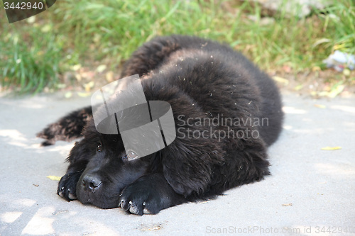 Image of Newfoundland dog