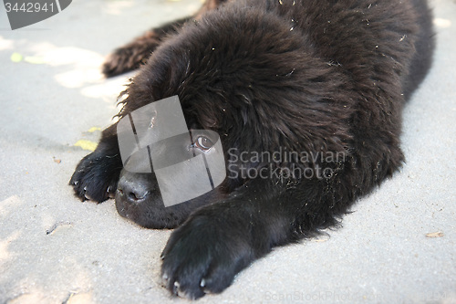 Image of Newfoundland dog