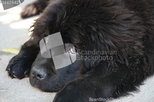 Image of Newfoundland dog