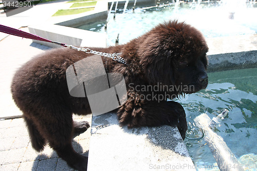 Image of Newfoundland dog