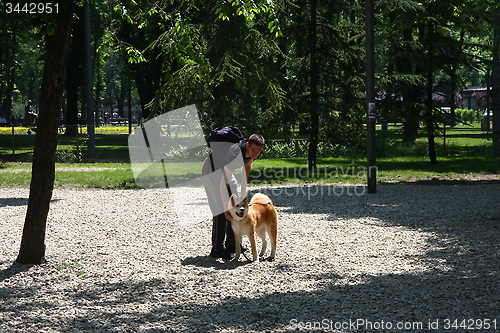 Image of Akita Inu