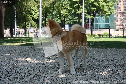 Image of Akita Inu