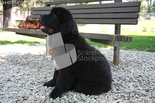 Image of Newfoundland dog