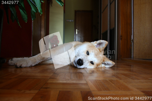 Image of Akita Inu