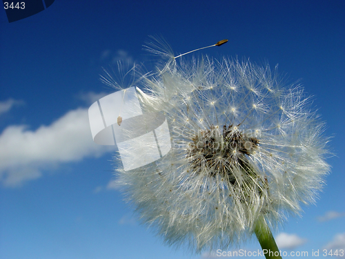 Image of dandelion