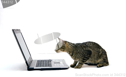 Image of Cat and laptop