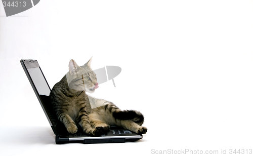 Image of Cat and laptop
