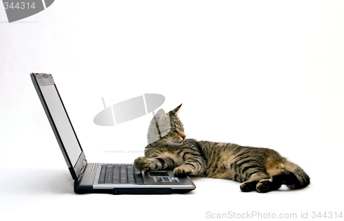 Image of Cat and laptop