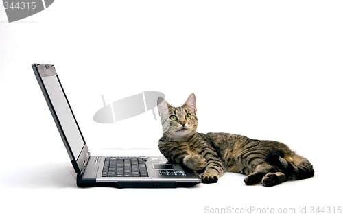 Image of Cat and laptop