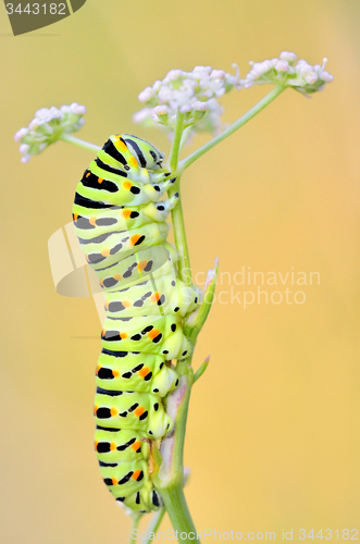 Image of Papilio machaon caterpillar