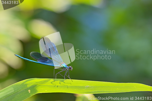 Image of dragonfly in forest