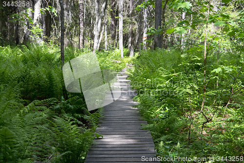 Image of Skuleskogen National Park, Hoega Kusten, Sweden
