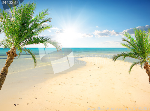 Image of Palms on the beach