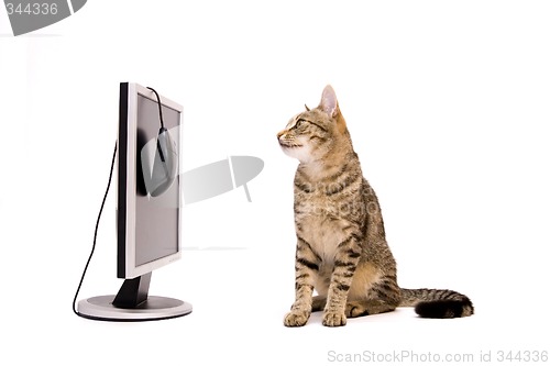 Image of Cat and monitor