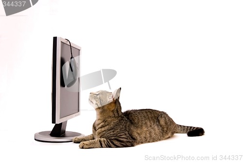 Image of Cat and monitor