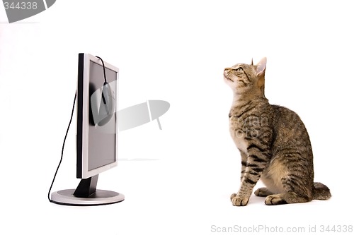 Image of Cat and monitor