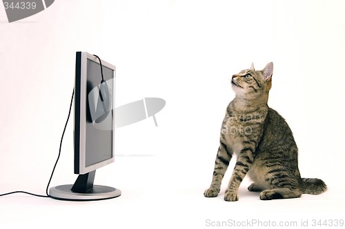 Image of Cat and monitor