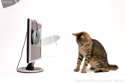 Image of Cat and monitor