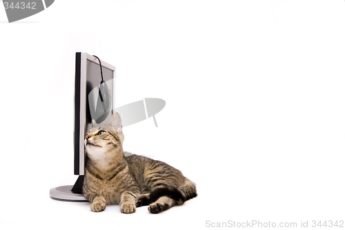 Image of Cat and monitor