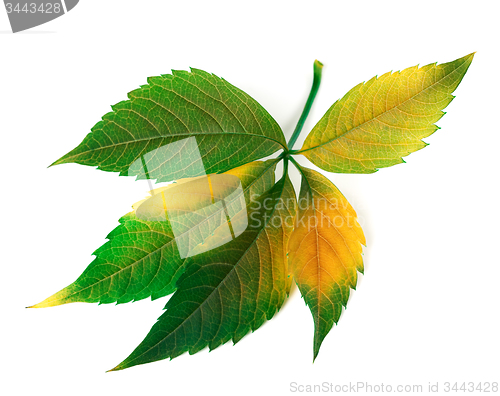 Image of Multicolor grapes leaf (Parthenocissus quinquefolia foliage)