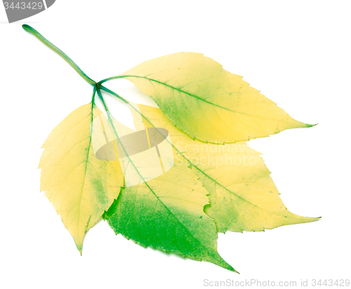 Image of Multicolor grapes leaf, Parthenocissus quinquefolia foliage