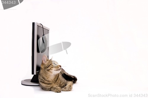 Image of Cat and monitor