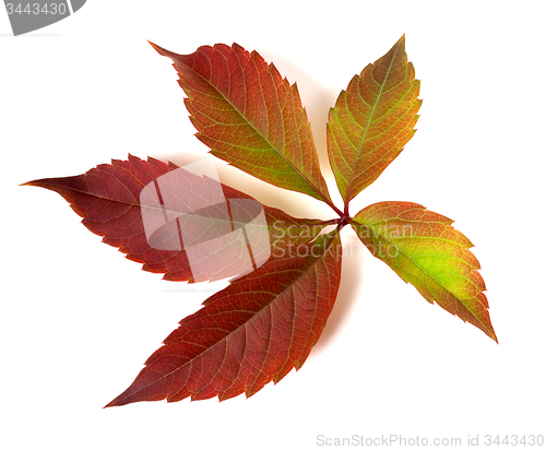 Image of Autumnal multicolor grapes leaf 