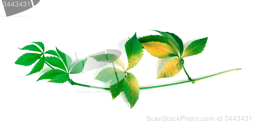 Image of Yellowed branch of grapes leaves (Parthenocissus quinquefolia fo