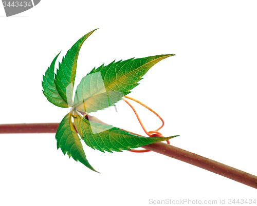 Image of Multicolor twig of grapes leaves, parthenocissus quinquefolia fo