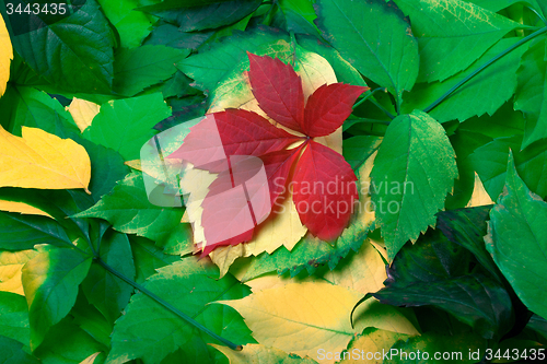 Image of Background of multicolor autumn leaves