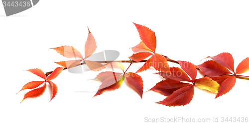 Image of Red autumnal branch of grapes leaves (Parthenocissus quinquefoli