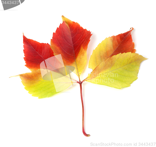 Image of Autumnal grapes leaf on white background