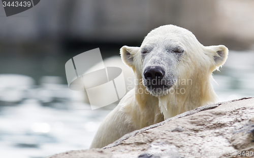 Image of Close-up of a polarbear