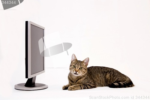 Image of Cat and monitor