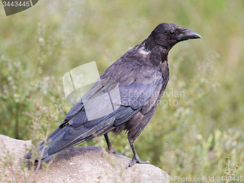 Image of Black Crow