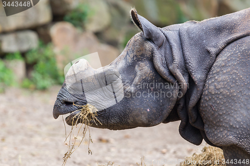 Image of Close-up of an Indian rhino 