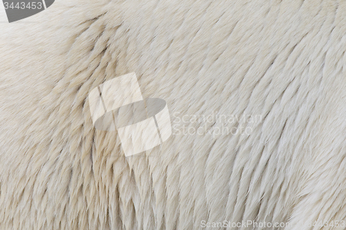 Image of Close-up of a polarbear