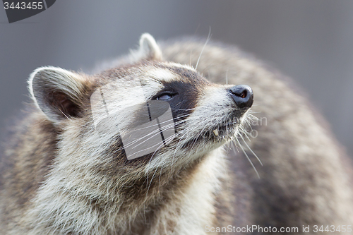 Image of Close-up portrait of an adult raccoon