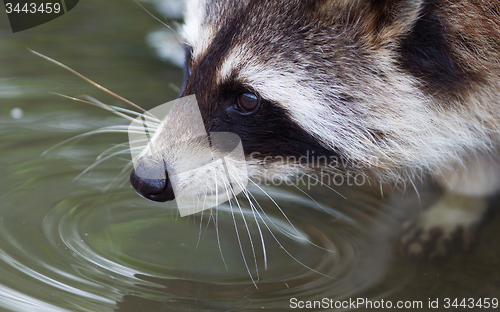 Image of Close-up portrait of an adult raccoon