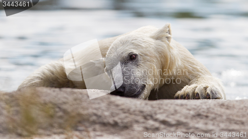 Image of Close-up of a polarbear