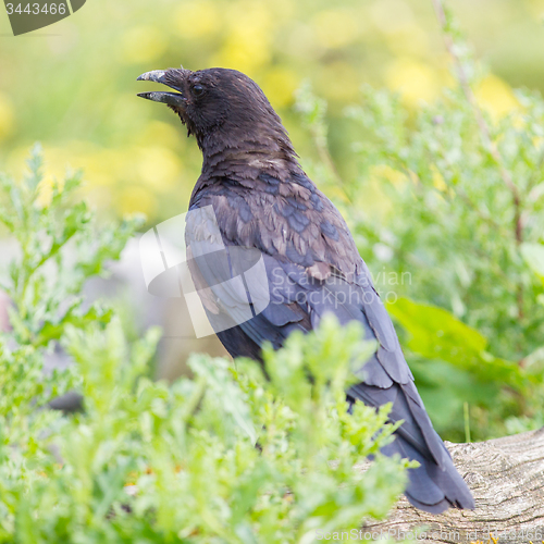 Image of Black Crow