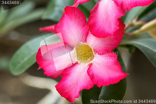 Image of beautiful red Adenium flowers