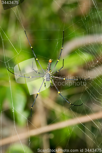Image of Close up Giant spider on the web (Nephila pilipes)