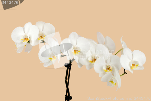 Image of romantic branch of white orchid on beige background