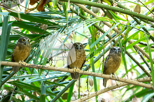 Image of Ochre-bellied Boobook (Ninox ochracea) in Sulawesi